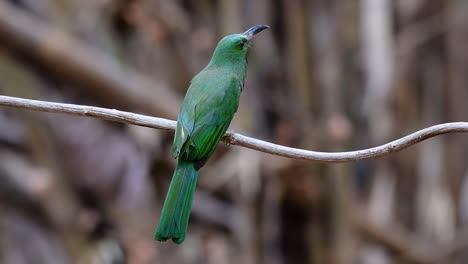 el abejaruco de barba azul se encuentra en la península de malaya, incluida tailandia, en claros de bosques particulares