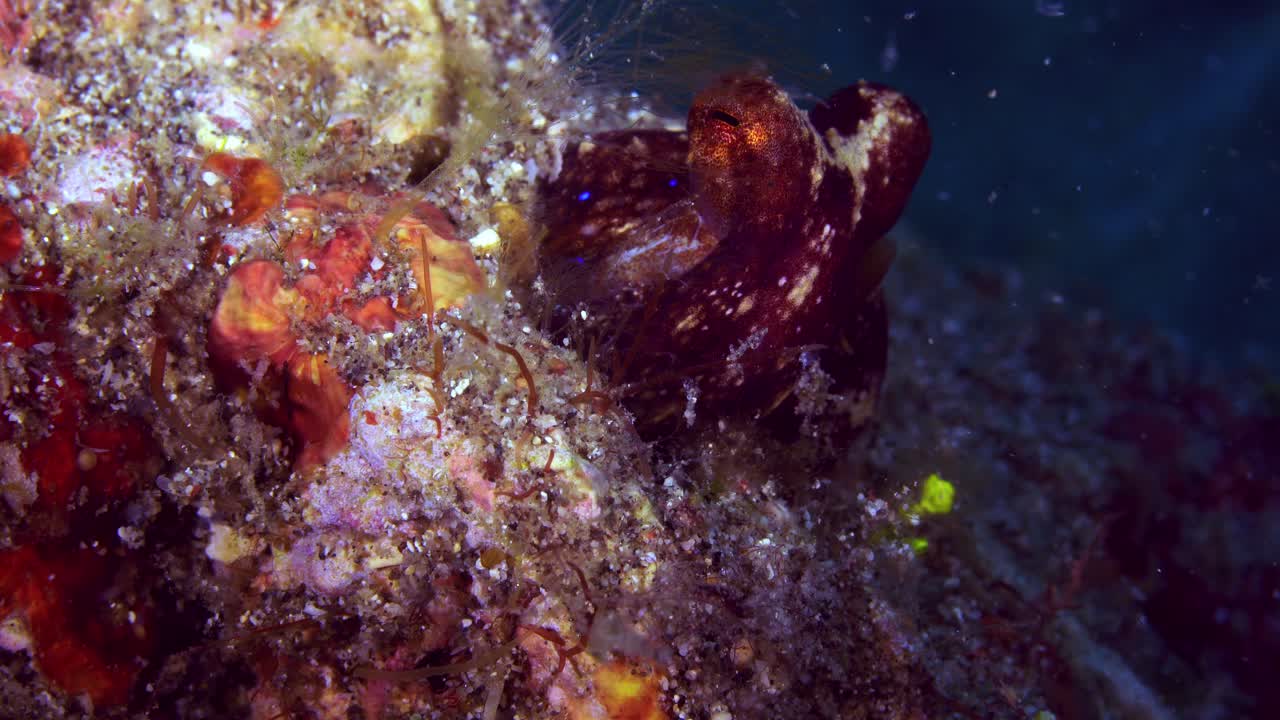 mototi ocellate pulpo lembeh indonesia 4k 25fps