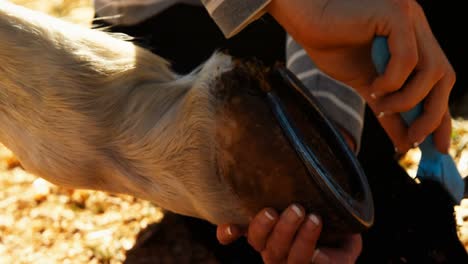 veterinarian cleaning horse leg in ranch 4k