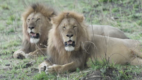 Dos-Leones-Machos-Al-Lado-Jadeando-Y-Mirando-Los-Alrededores