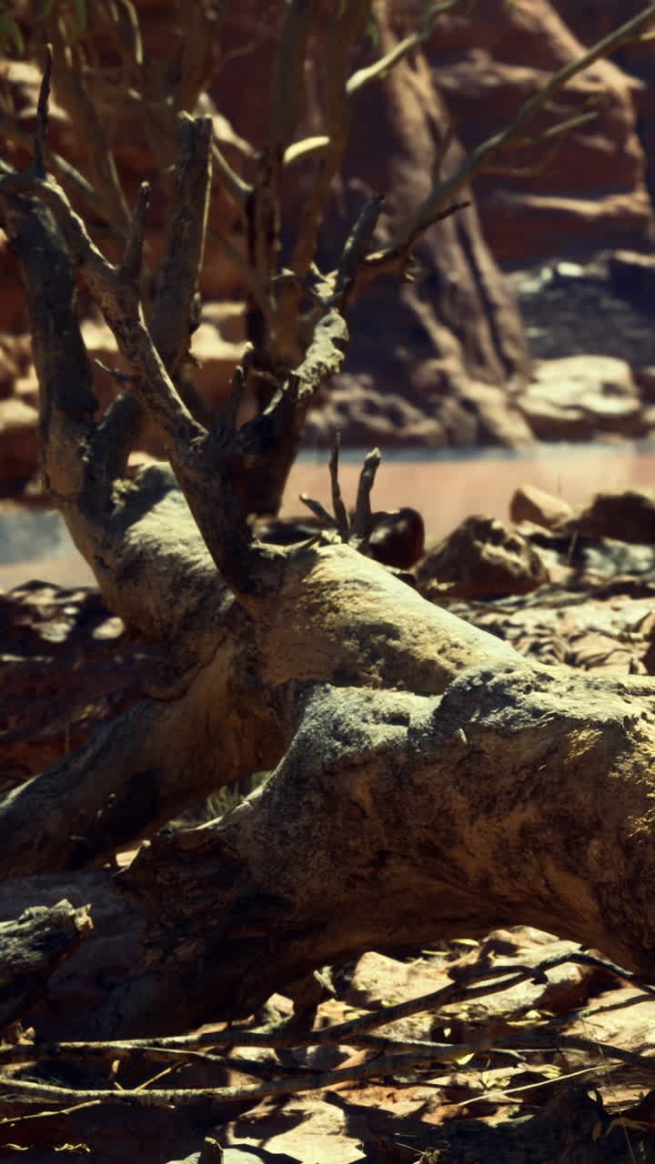 Sturdy fallen tree beside a calm water body in the rugged desert landscape
