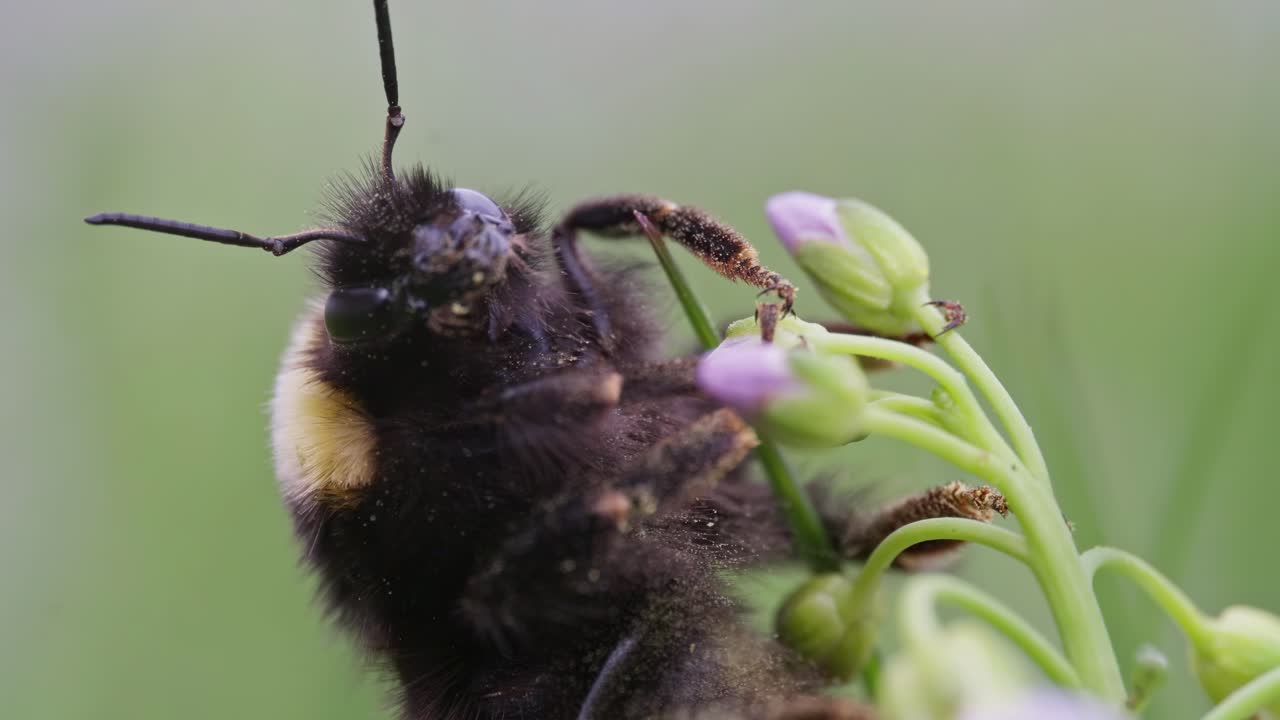 Bumblebee holding on to top of cuckoo flower, detailed macro view of head and upper body