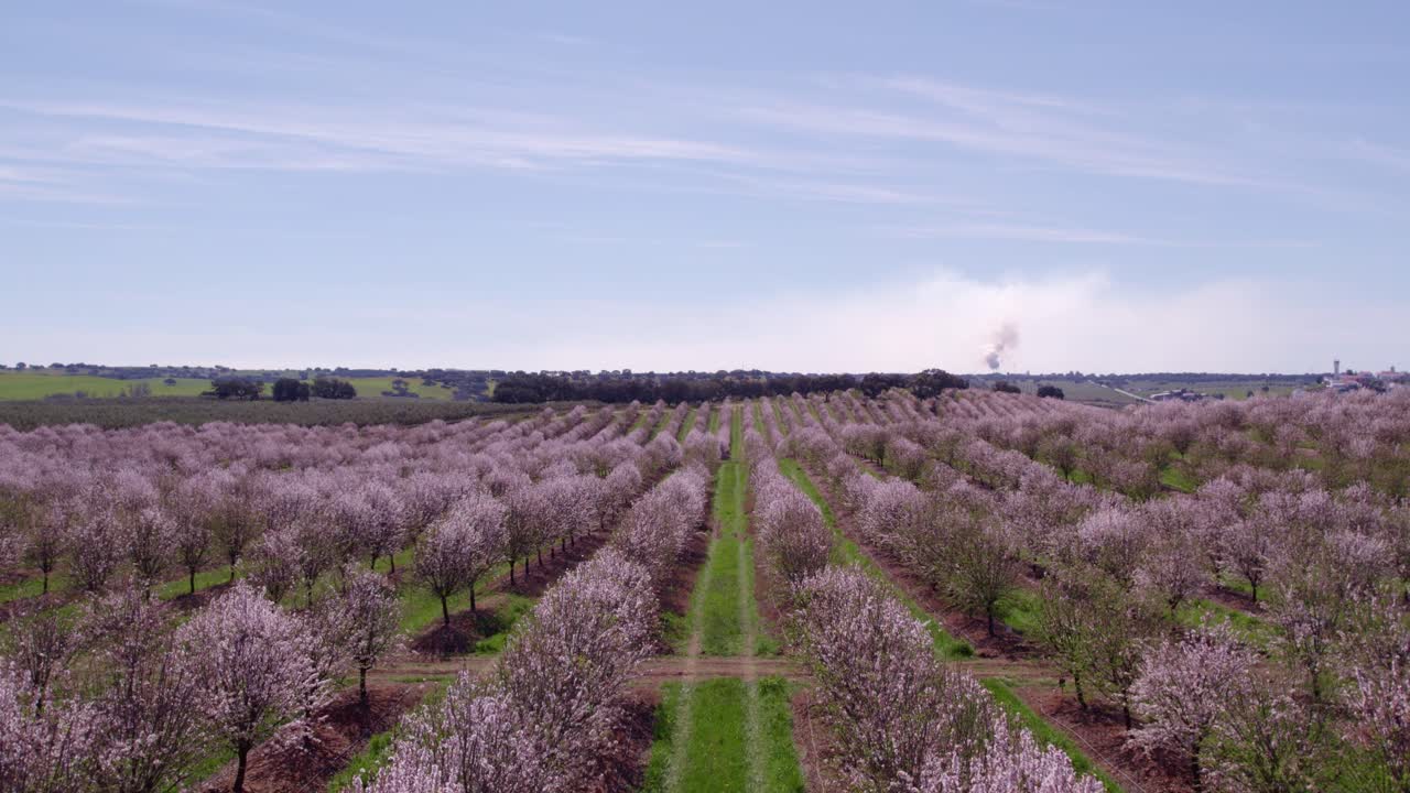 Vista aerea di Odivelas con fiori, mandorlo, primavera, che mostra un vivace paesaggio rurale in Portogallo