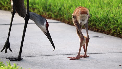 mother sandhill crane feeding baby sandhill crane-1