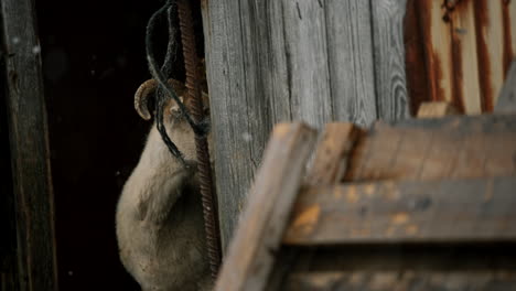 goat peering through barn door in snowy weather