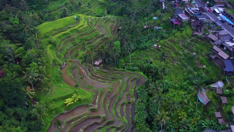 Top-down-view-of-Multi-level-Rice-Terraces-and-nearby-Village-at-Tegalalang-Rice-Terraces-in-BALI,-Indonesia