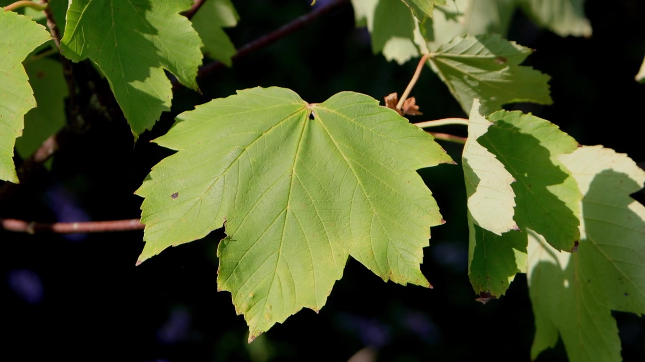 Nærbillede af et ahornblad, Acer pseudoplatanus, i sensommeren. Storbritannien