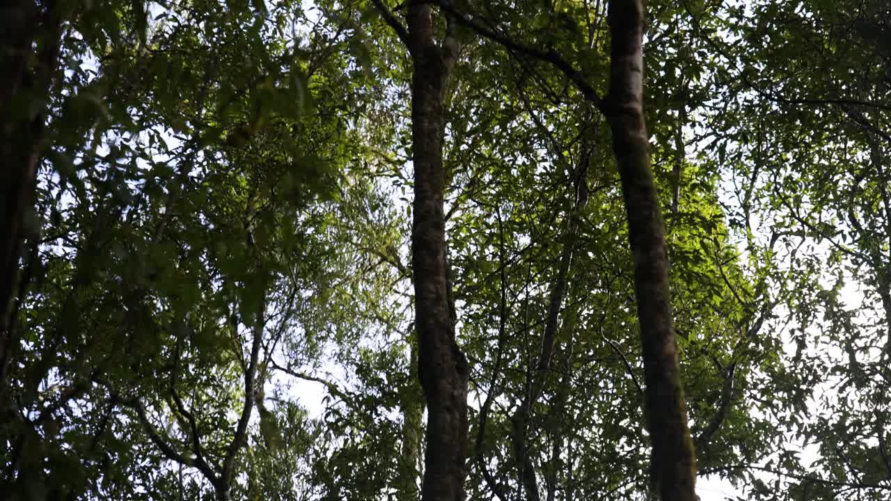 árboles verdes y exuberantes en un sereno bosque tropical