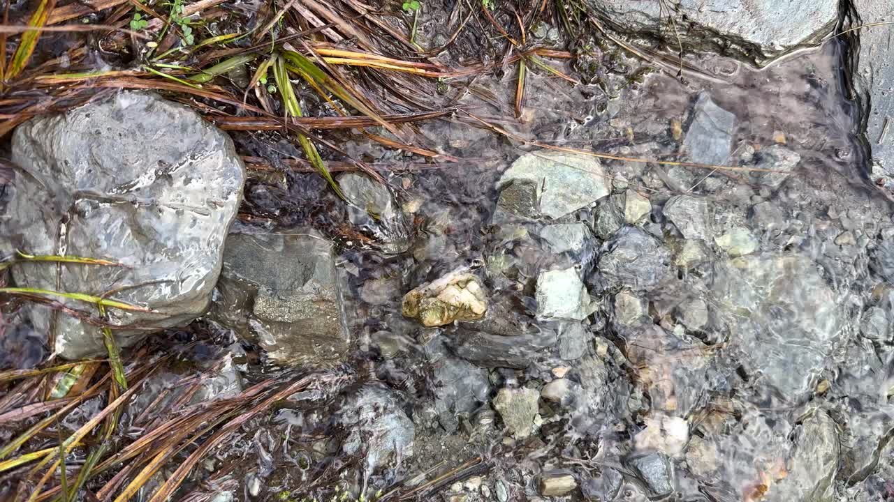 Shallow stream water flows over rocks and grass, natural daylight, steady close-up perspective