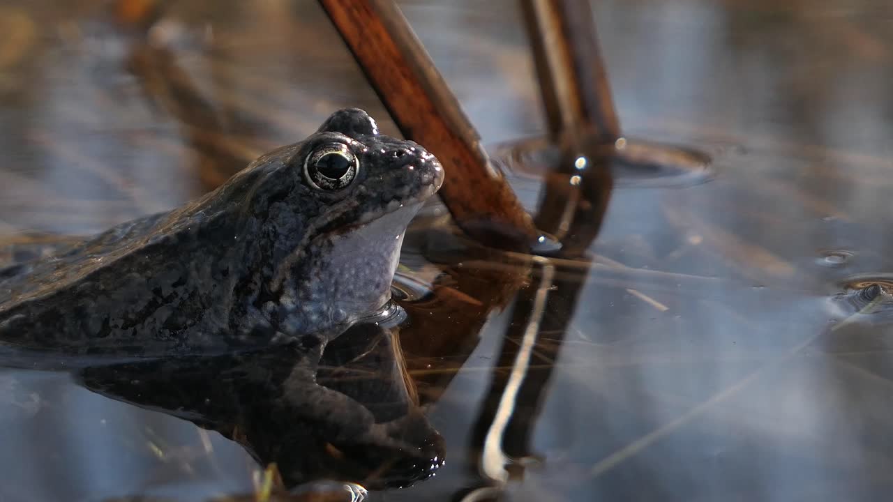 Toad frog croaking in water in spring, mating call during mating season, close up