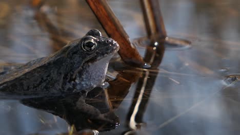 toad frog croaking in water in spring, mating call during mating season, close up