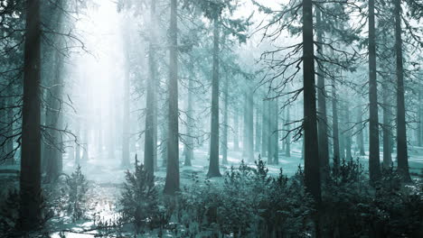 magic-and-foggy-morning-spruce-forest