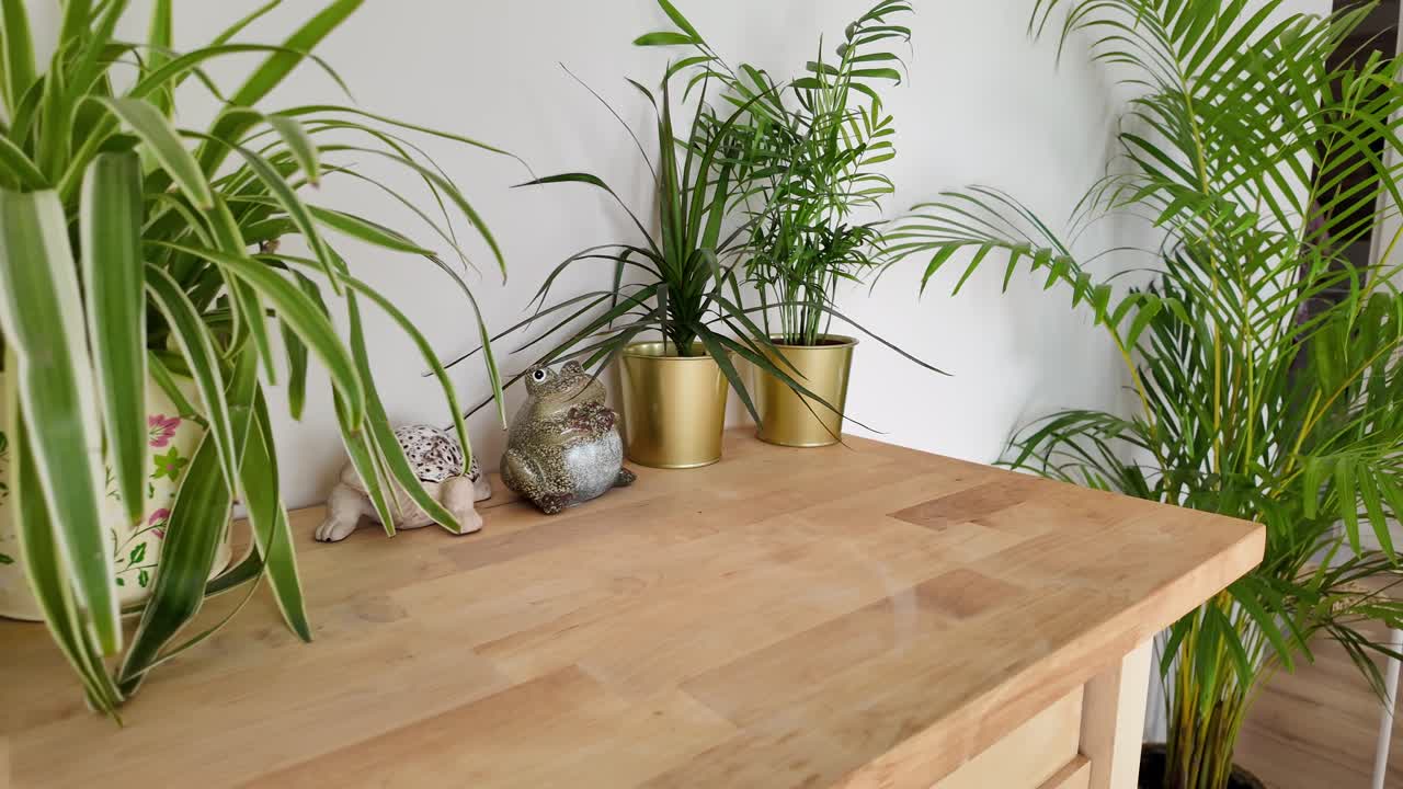 Indoor Plants on a Wooden Table