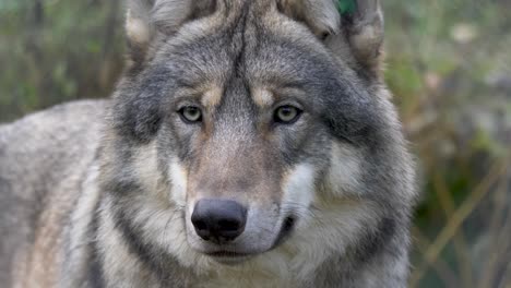 majestuoso lobo gris escandinavo euroasiático mirando alrededor en medio del bosque frío - retrato de cerca