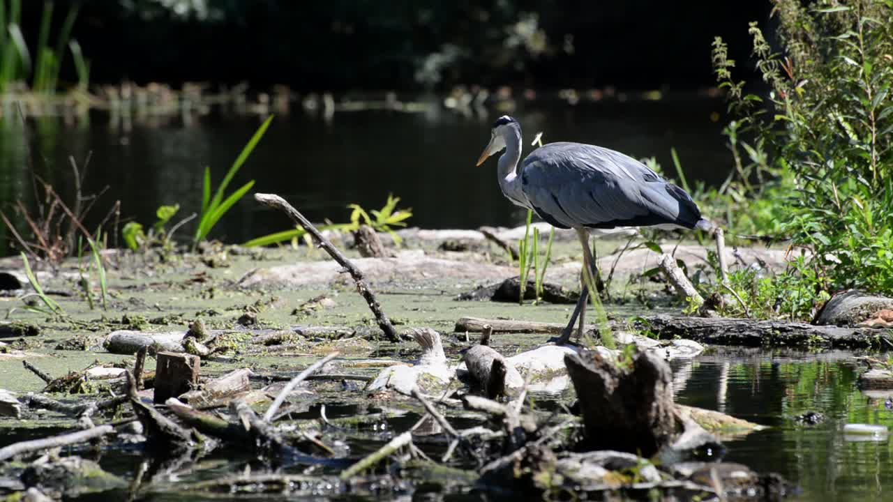 gran pájaro gris con pico largo y puntiagudo parado en aguas poco profundas y sucias del río a la luz del sol en busca de peces
