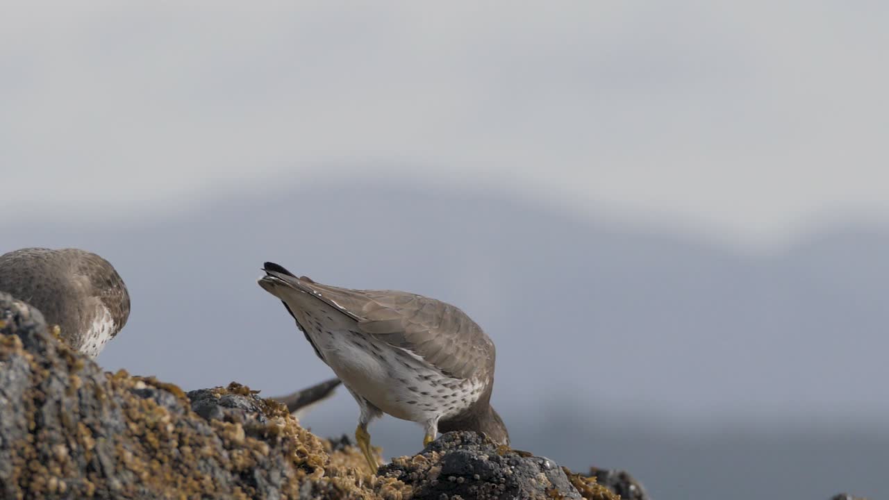 cámara lenta, primer plano de surfbirds comiendo en una roca cubierta de percebes y mejillones en columbia británica