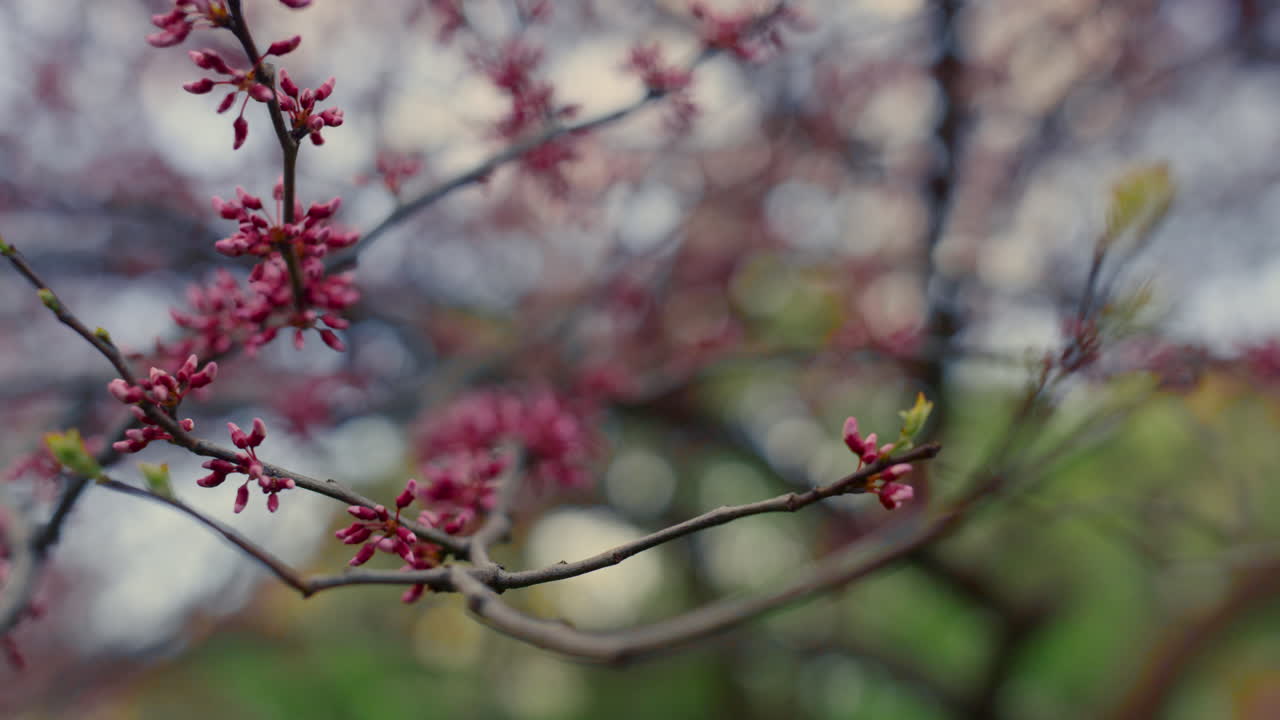 Pink sakura tree blooming against green grass. Closeup cherry blossom in park.