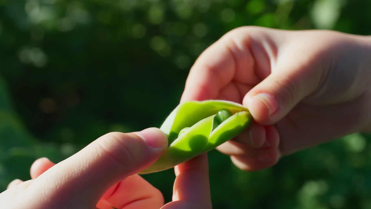 Hands opening a fresh pea pod