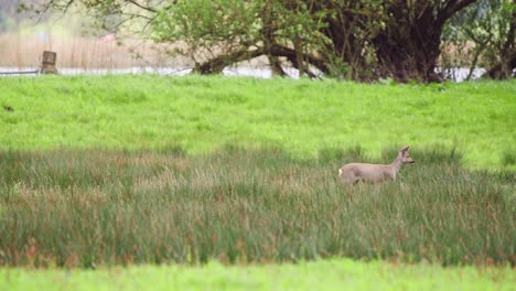 Roe-deer-doe-trotting-over-grassy-countryside-field-along-river