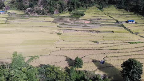 Paisaje-De-Campos-De-Arroz-En-El-Circuito-De-Annapurna-Rodeado-De-Bosque-En-Nepal