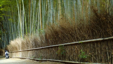 wall made out of bamboo leaves midday soft light in kyoto, japan