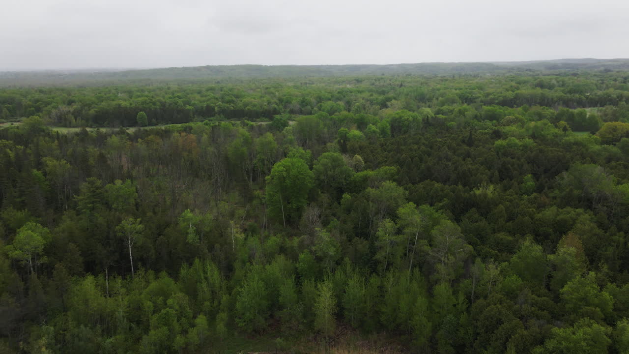 Panorama Of Coniferous Tree Forests Near Schomberg, Ontario, Canada. Aerial Wide Shot