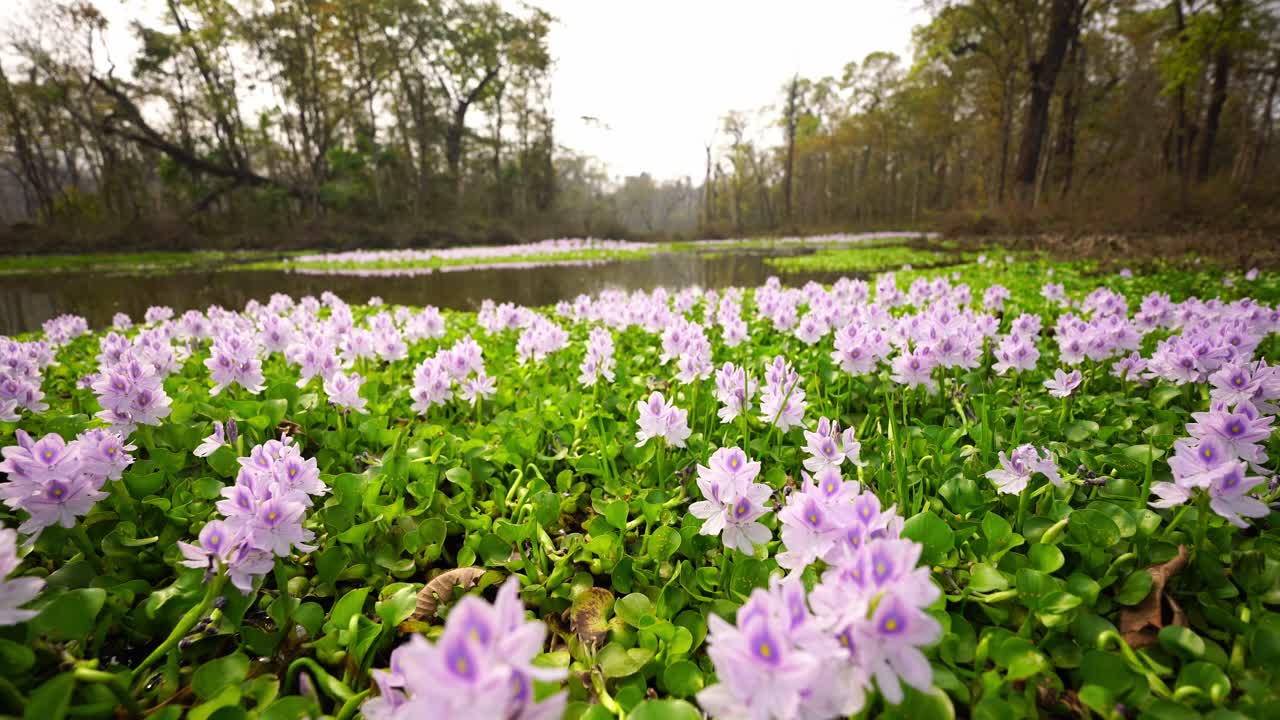 White wildflowers gently bloom across lush wetlands, creating a tranquil scene in a marshy environment. Perfect for showcasing biodiversity, calm nature, and the beauty of untouched habitats