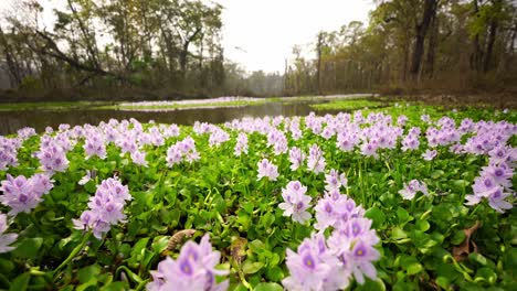 white wildflowers gently bloom across lush wetlands, creating a tranquil scene in a marshy environment. perfect for showcasing biodiversity, calm nature, and the beauty of untouched habitats