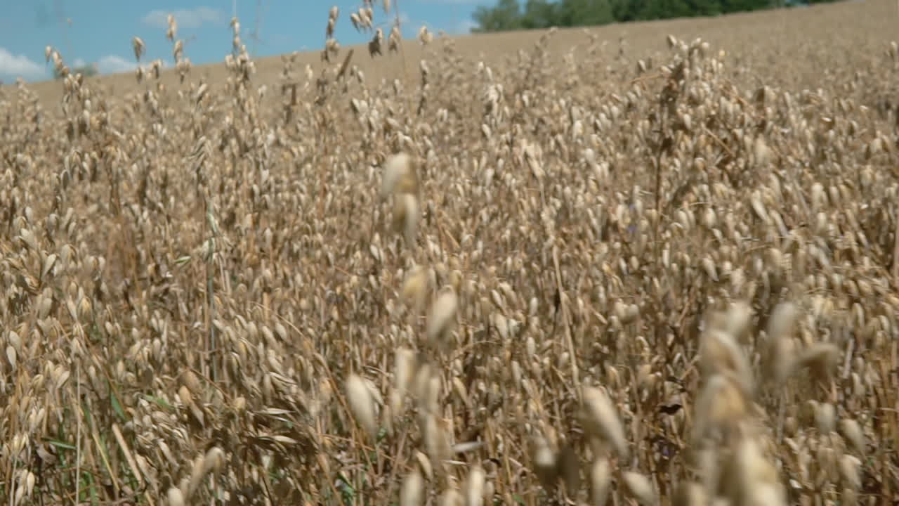 Dried up rye stem in a farm rural land Mylnary Poland