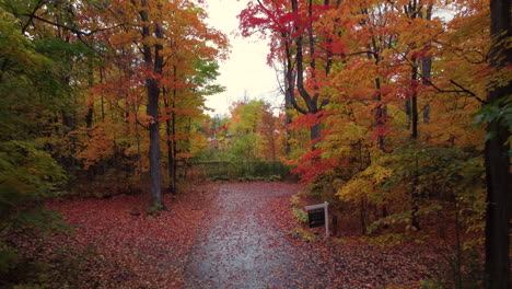 movendo-se pela bela floresta colorida de outono do parque provincial, canadá, tiro de ponto de vista