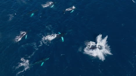 wide aerial birdseye view of a a pod of humpback whales blowing and one comes from the depths and breaches with a giant splash