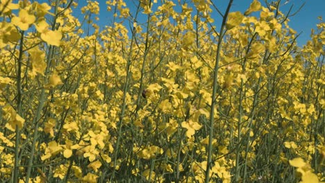 bee flying around in the canola field