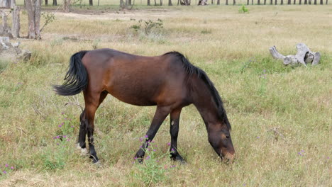 brown donkey or horse grazing in a meadow in soft light