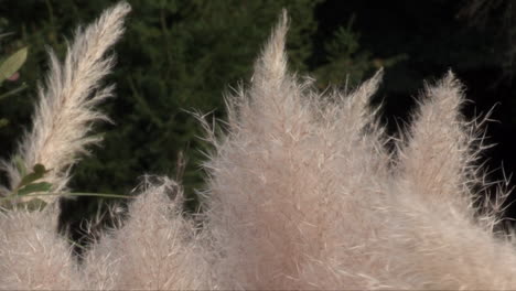 pampas grass in the form of white fur with shades of brown that contrasts with the green background of the trees