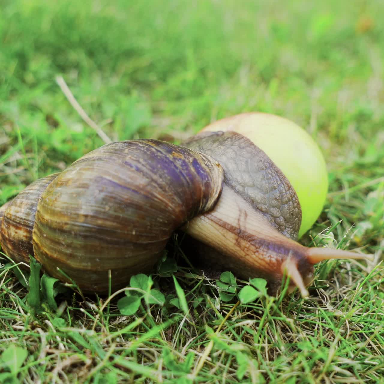 Large snail crawling in the garden. African snail Achatina is the largest land mollusk