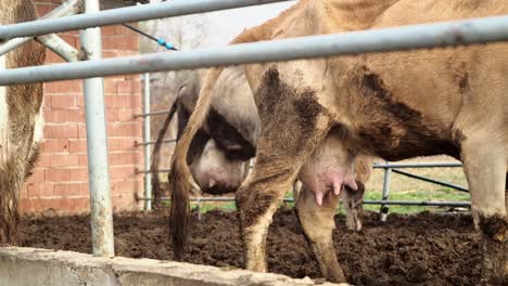 dairy cows pee stock video footage