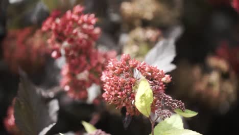 red berries on dark leaves