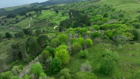 asphalt road leading through vivid forest landscape in spain, aerial drone view