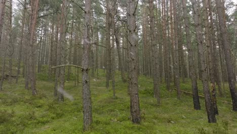 vista aérea del bosque de pinos silvestres, musgo verde y brezo bajo los árboles, día nublado, caída de nieve ligera, bosque nórdico, costa del mar báltico, concepto místico, tiro lento de la muñeca del dron moviéndose a la izquierda