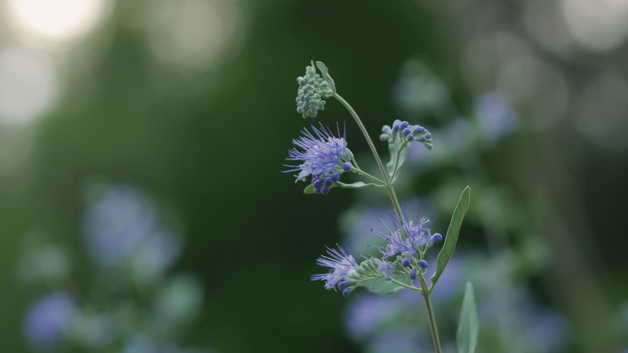 Bumblebee sitting on blue flower and fly away