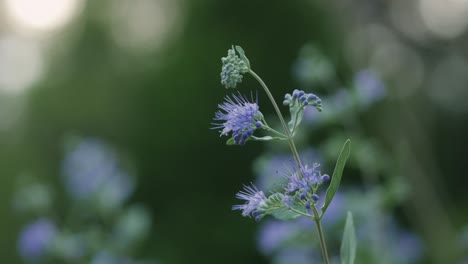 bumblebee sitting on blue flower and fly away