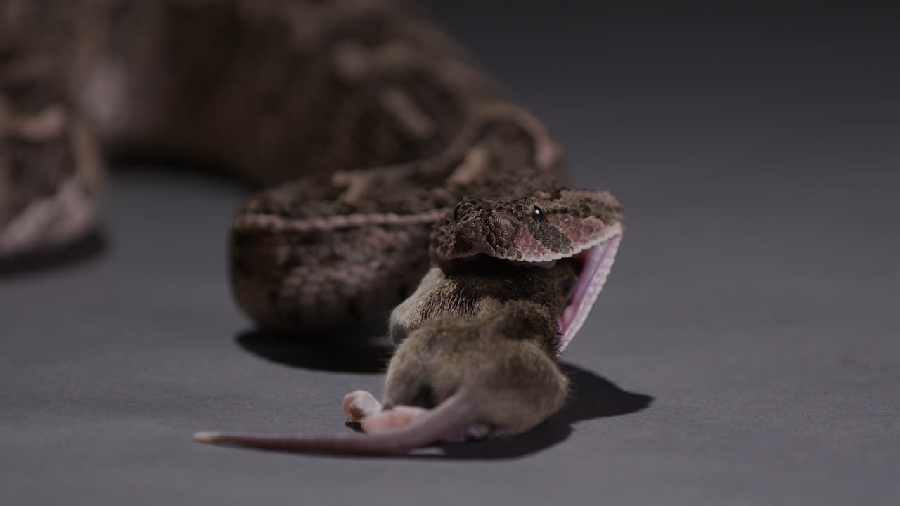 은 먹이를 입으로 기 시작합니다.