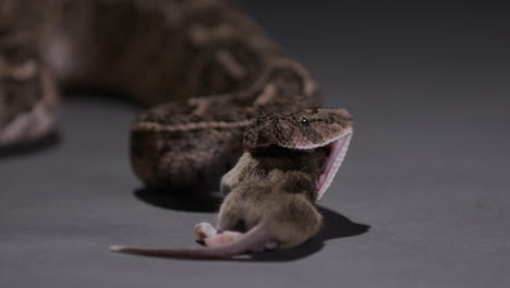 Puff-Adder-snake-beginning-to-walk-prey-into-mouth