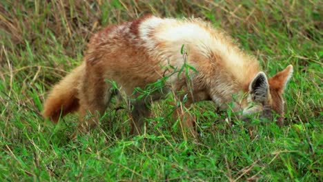 un chacal dorado olfatea a su alrededor en busca de su próxima comida