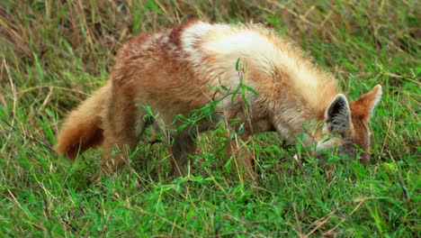 a golden jackal sniffs around looking for its next meal