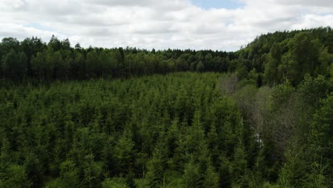 Vista-Aérea-Del-Bosque-De-Plantaciones-De-árboles-De-Coníferas-De-Abeto-Durante-El-Día-Nublado-De-Verano.