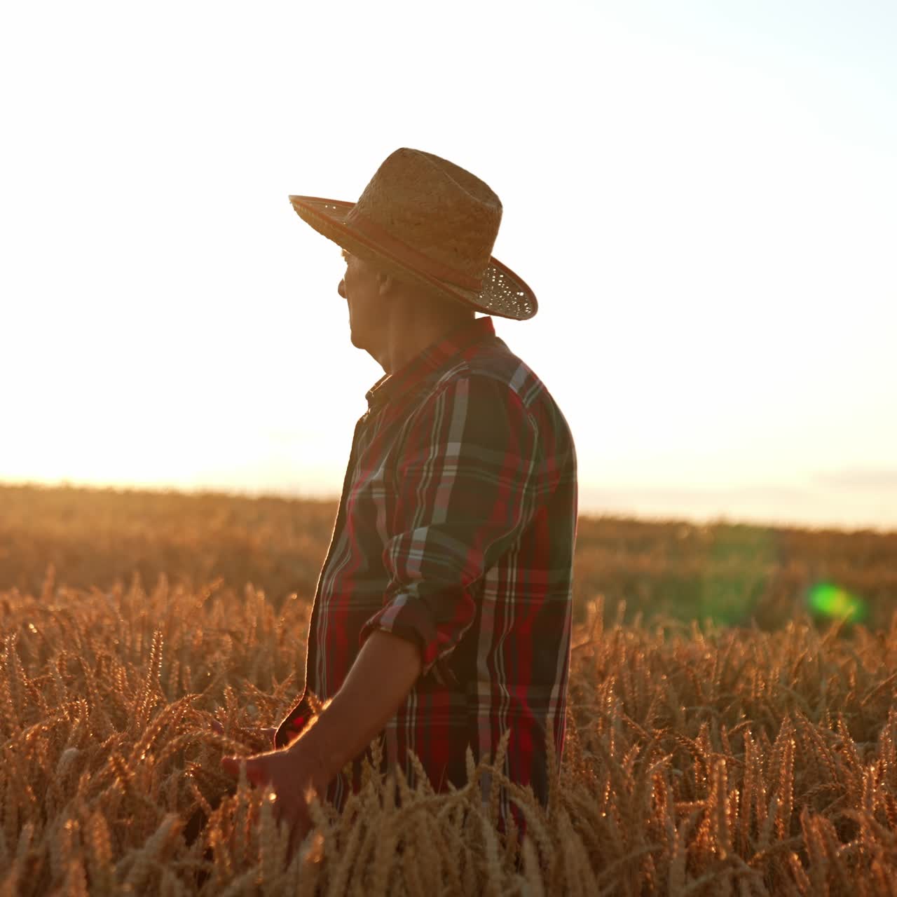 Senior man in a hat in the field of wheat at sunset. Man walks through the plantation caressing the ears of corn with his hands