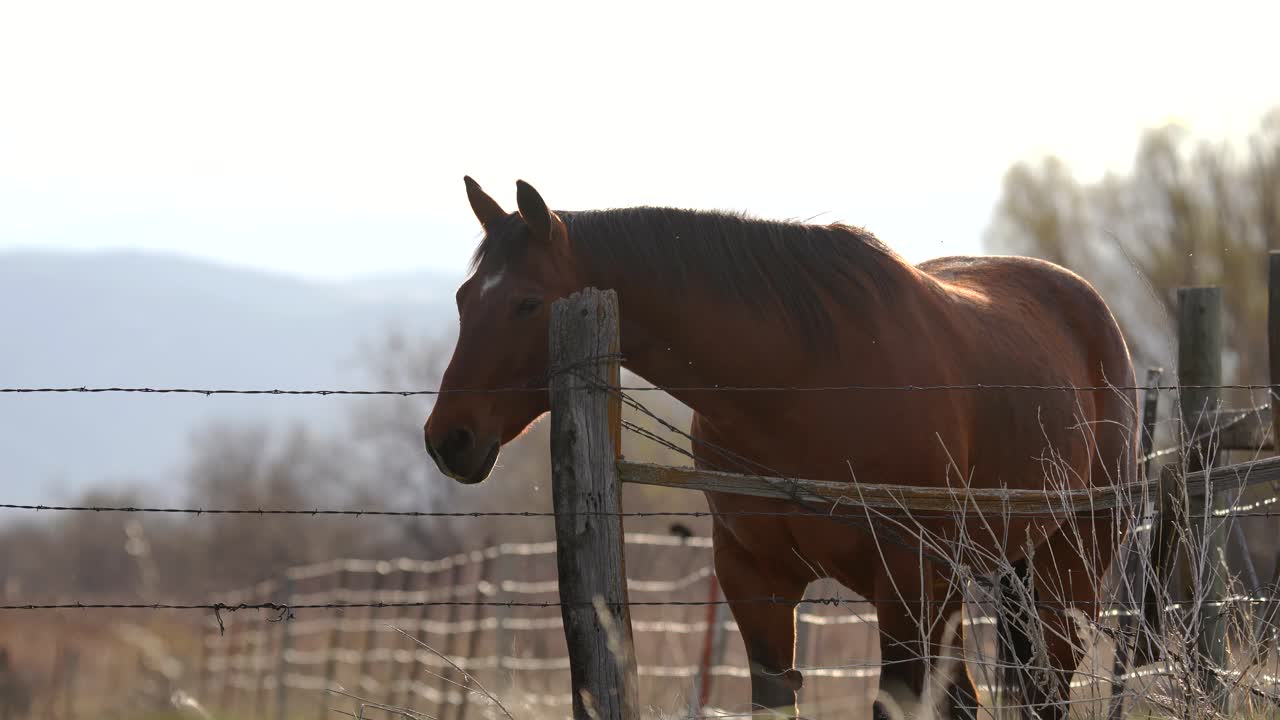 caballo en el espacio abierto contra un fondo de montañas