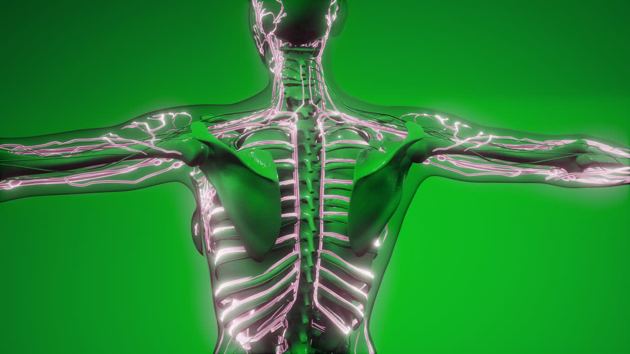 vasos sanguíneos del cuerpo humano