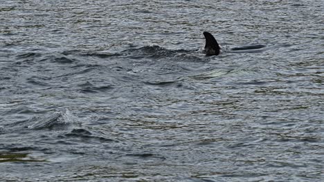 Slow-motion-Orca-killer-whales-swimming-in-the-sea,-diving,-fins-above-water-and-tail-splashes